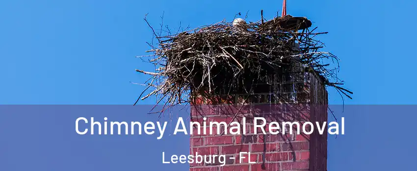 Chimney Animal Removal Leesburg - FL