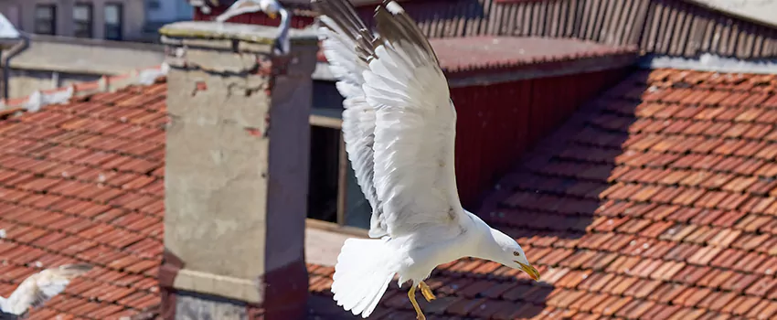 Residential Chimney Animal Removal Solution in Leesburg, FL