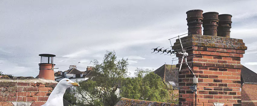Chimney Cleaning And Restoration in Leesburg, Florida